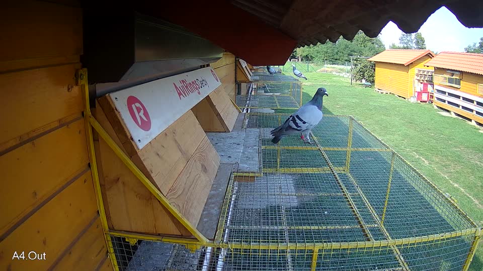 Pigeon Arrival Image For Race Final race 1