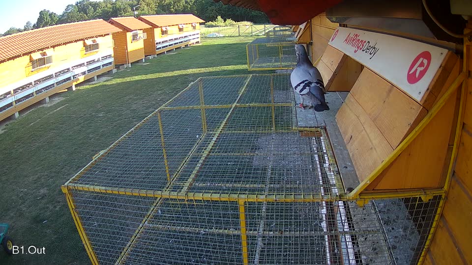 Pigeon Arrival Image For Race Race 5