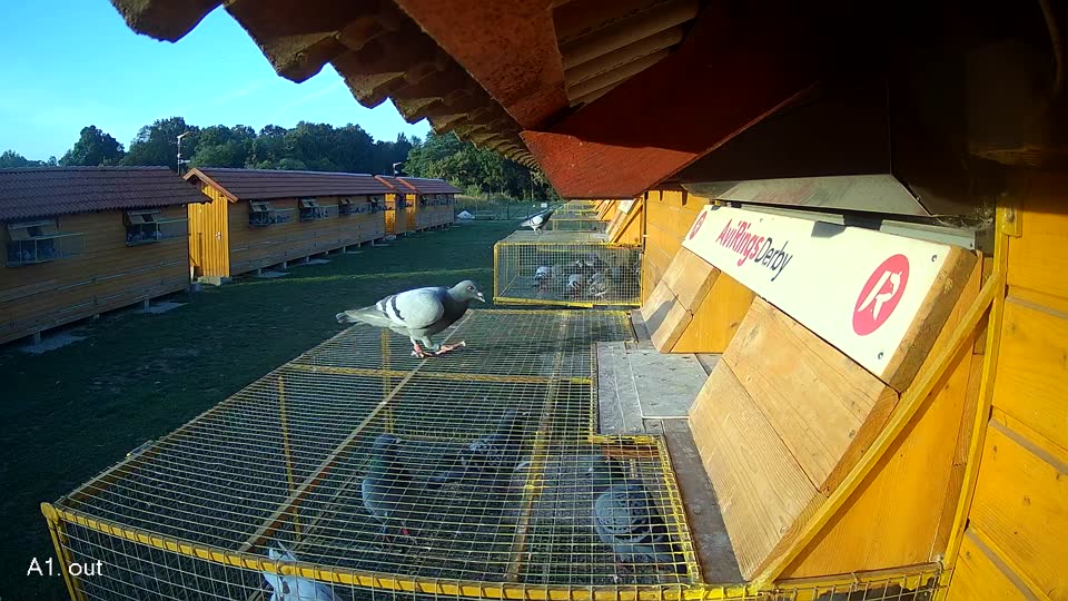 Pigeon Arrival Image For Race Race 5