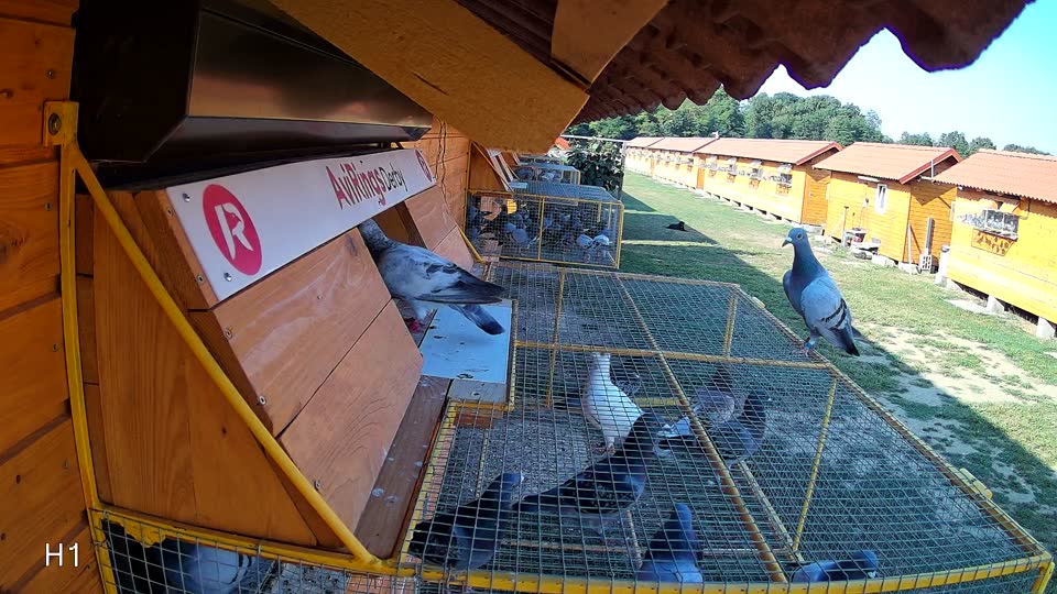 Pigeon Arrival Image For Race Race 1