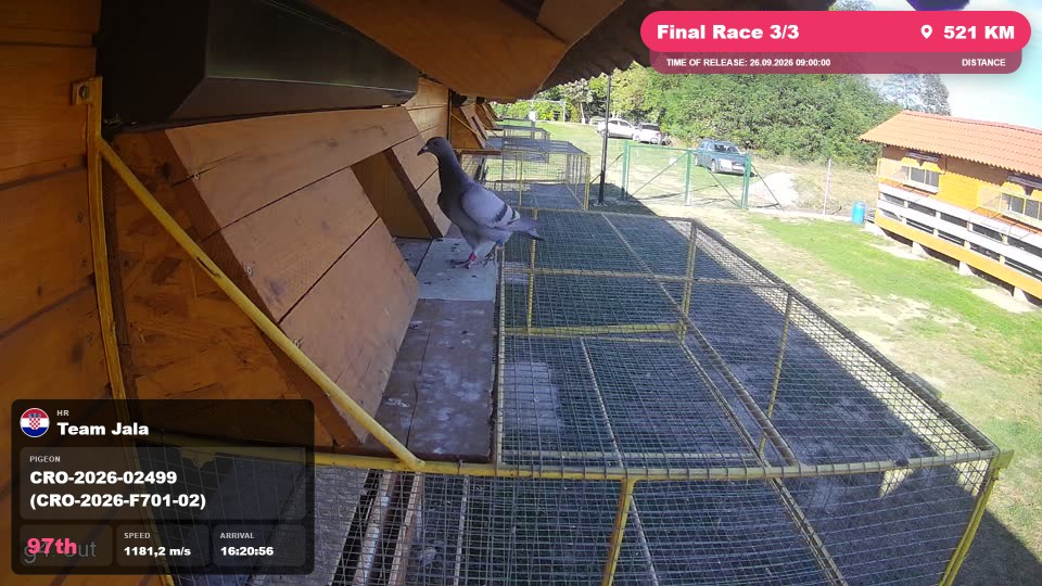 Pigeon Arrival Image For Race Final Race 3/3