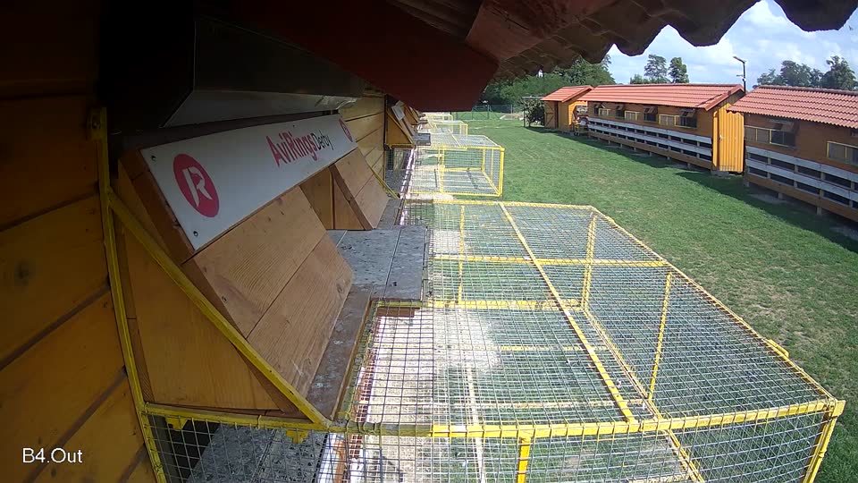 Pigeon Arrival Image For Race Race 6