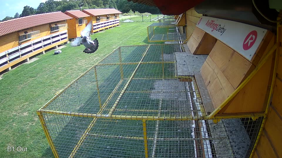 Pigeon Arrival Image For Race Race 6