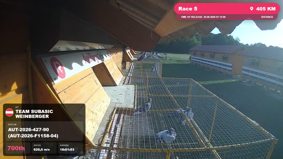Pigeon Arrival Image For Race Race 5