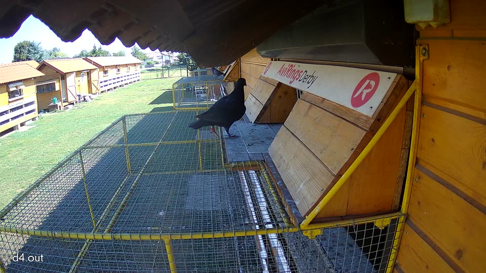 Pigeon Arrival Image For Race Race 2