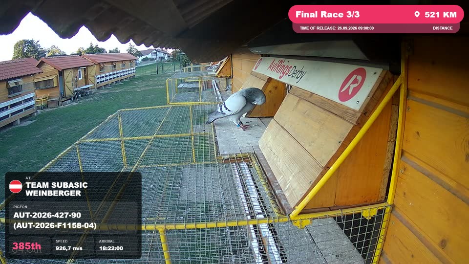 Pigeon Arrival Image For Race Final Race 3/3