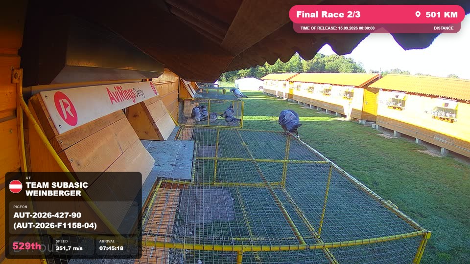 Pigeon Arrival Image For Race Final Race 2/3