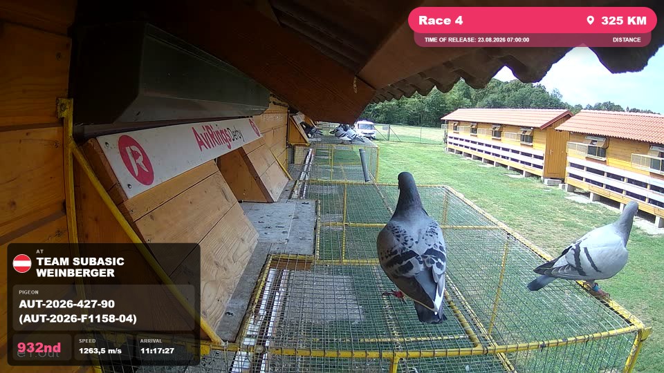 Pigeon Arrival Image For Race Race 4