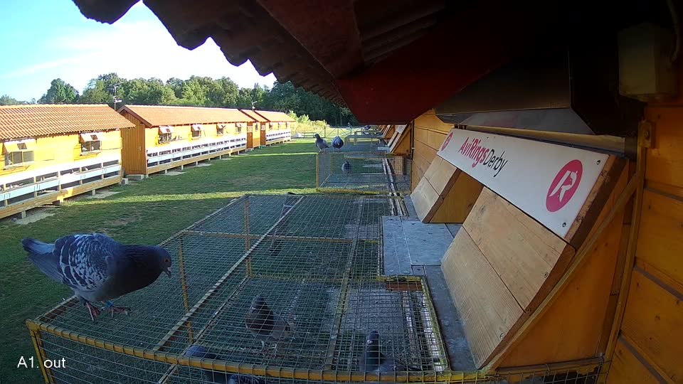 Pigeon Arrival Image For Race Race 5