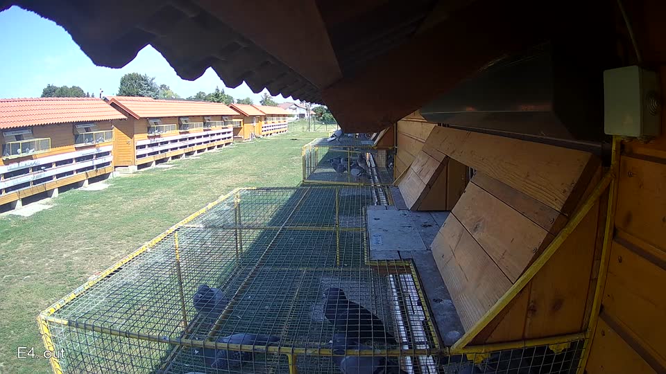 Pigeon Arrival Image For Race Race 5