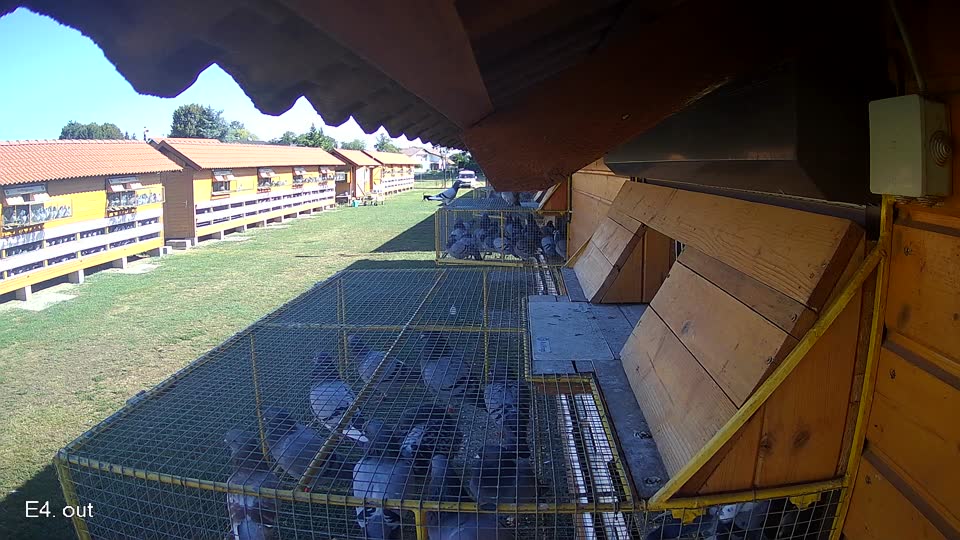 Pigeon Arrival Image For Race Race 3