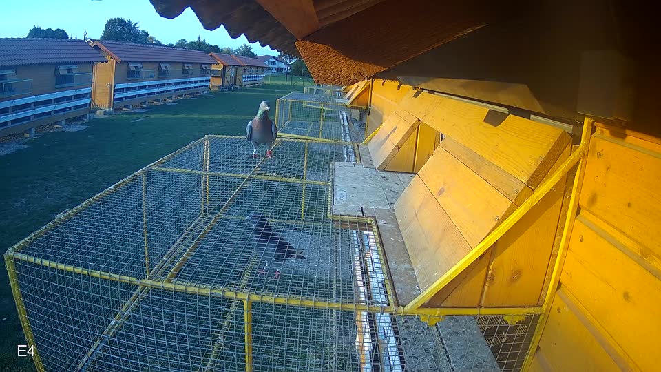 Pigeon Arrival Image For Race Race 6