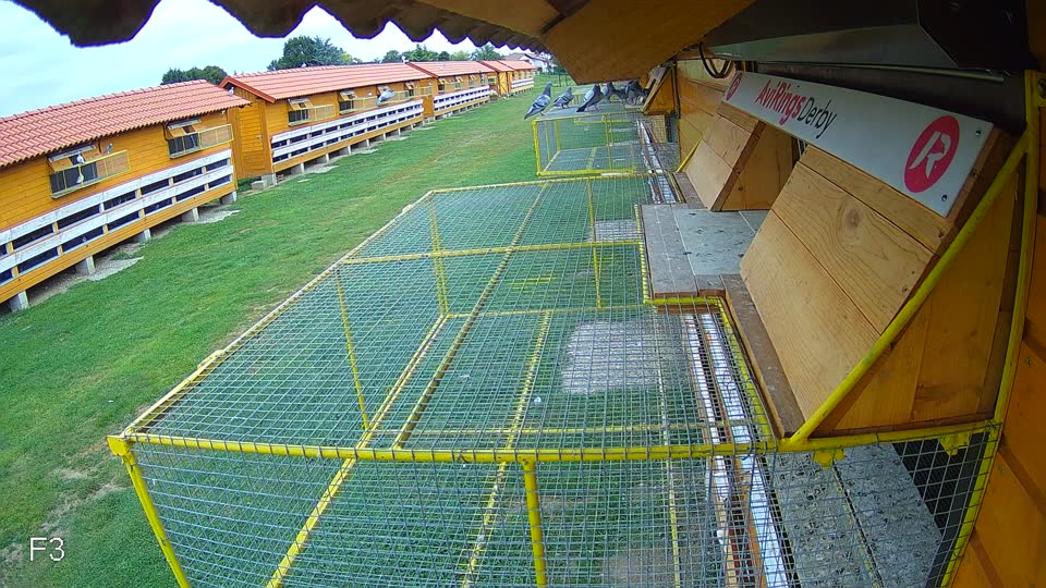 Pigeon Arrival Image For Race Race 3