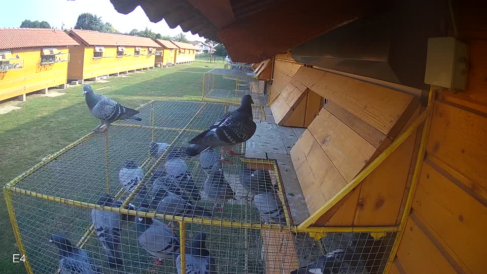 Pigeon Arrival Image For Race Race 4