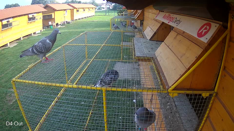 Pigeon Arrival Image For Race Final race 1