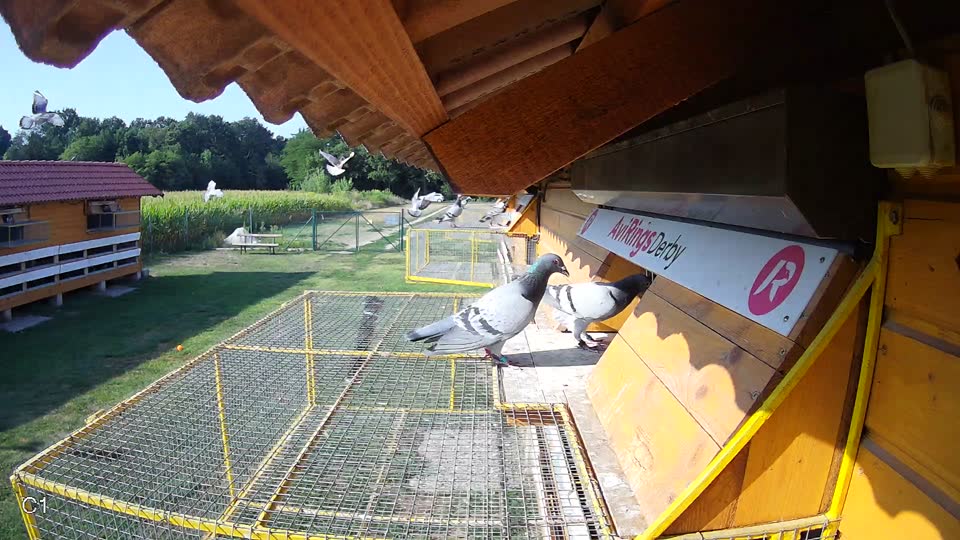 Pigeon Arrival Image For Race Race 1