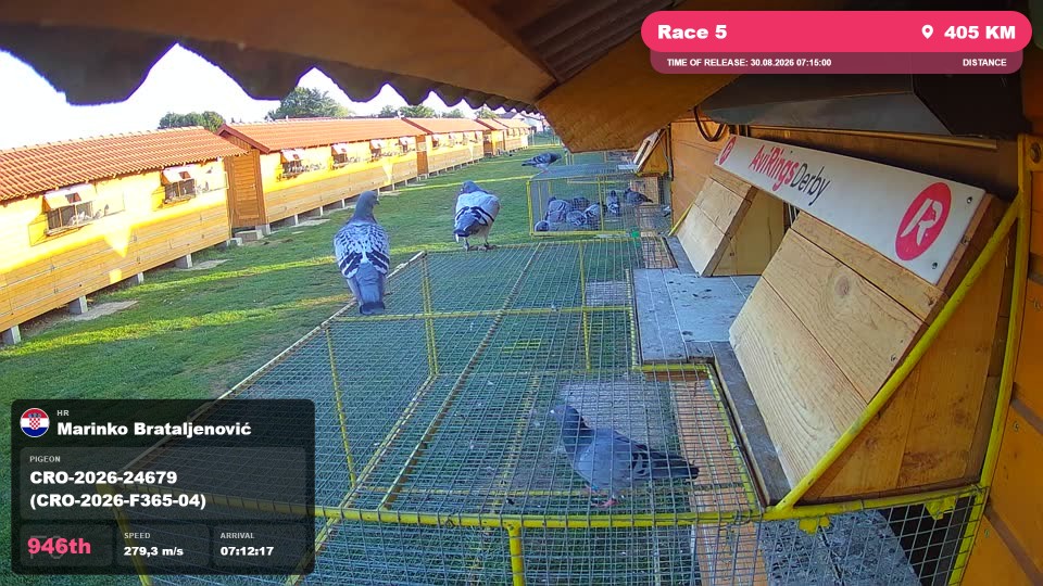 Pigeon Arrival Image For Race Race 5