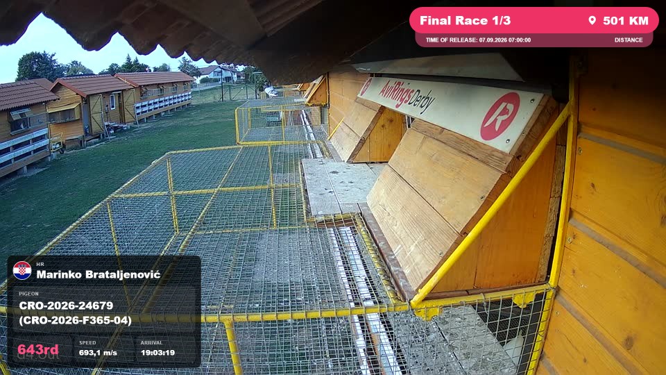 Pigeon Arrival Image For Race Final Race 1/3