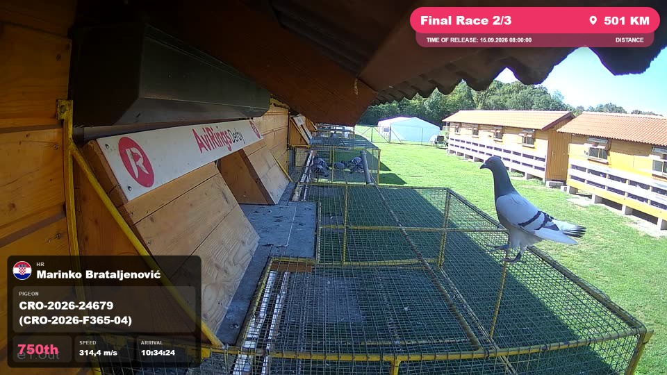Pigeon Arrival Image For Race Final Race 2/3