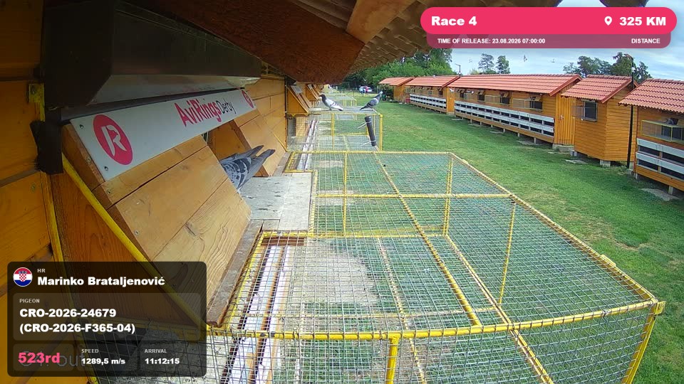 Pigeon Arrival Image For Race Race 4