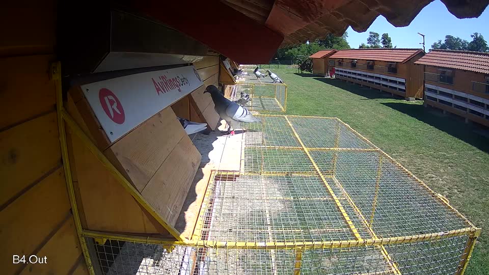 Pigeon Arrival Image For Race Race 2