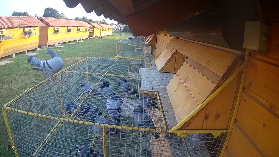 Pigeon Arrival Image For Race Race 4