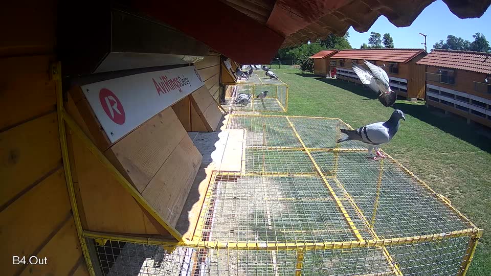 Pigeon Arrival Image For Race Race 2