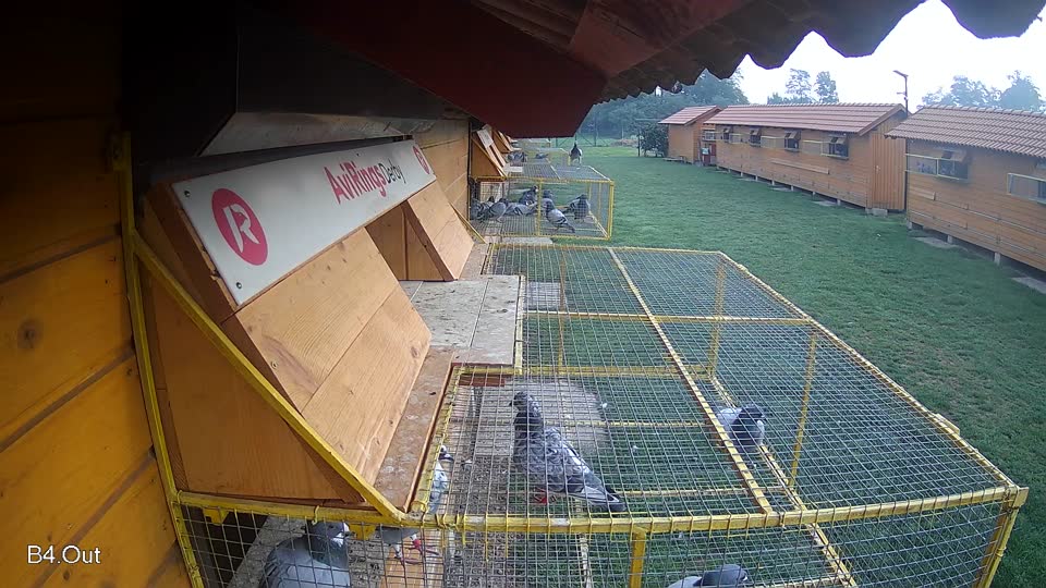 Pigeon Arrival Image For Race Final race 1
