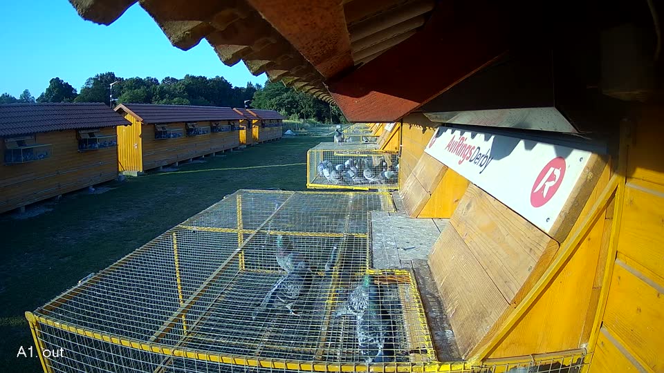 Pigeon Arrival Image For Race Race 1