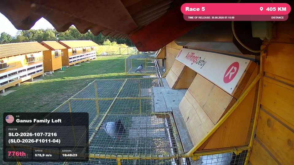 Pigeon Arrival Image For Race Race 5