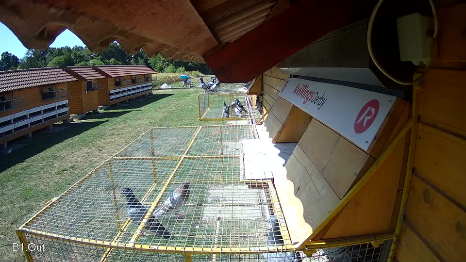 Pigeon Arrival Image For Race Race 3