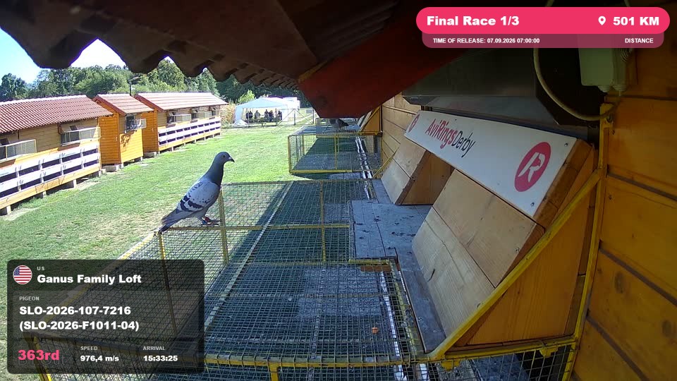 Pigeon Arrival Image For Race Final Race 1/3