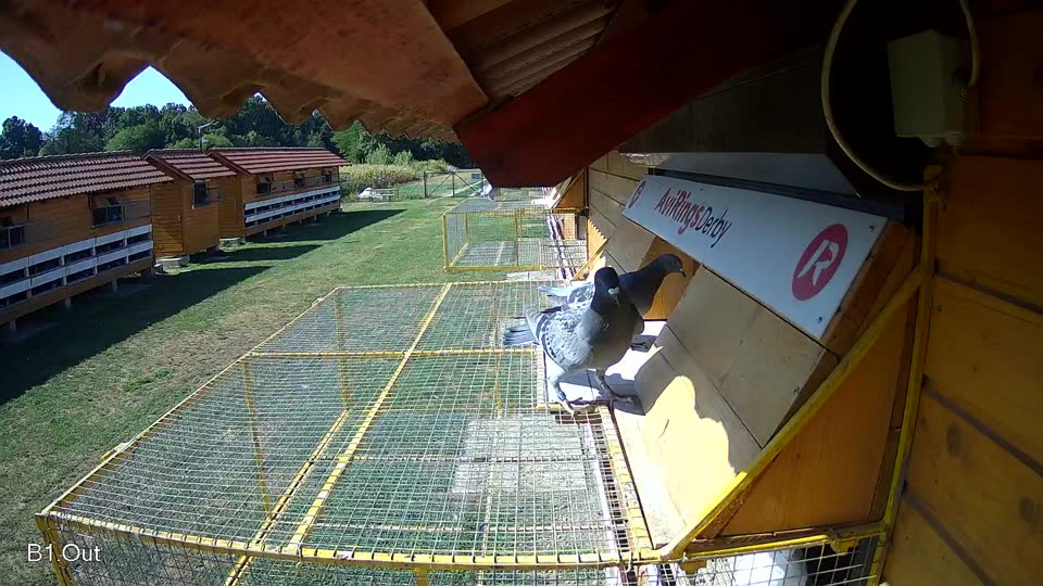 Pigeon Arrival Image For Race Race 2
