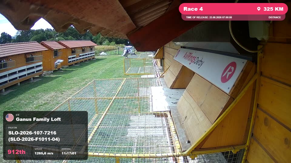 Pigeon Arrival Image For Race Race 4