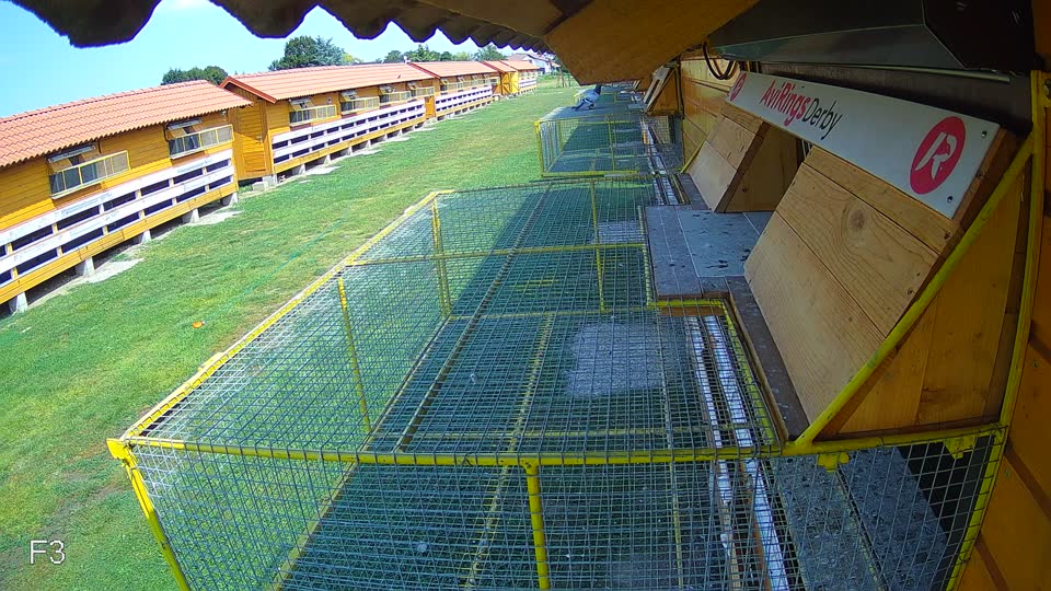 Pigeon Arrival Image For Race Race 4