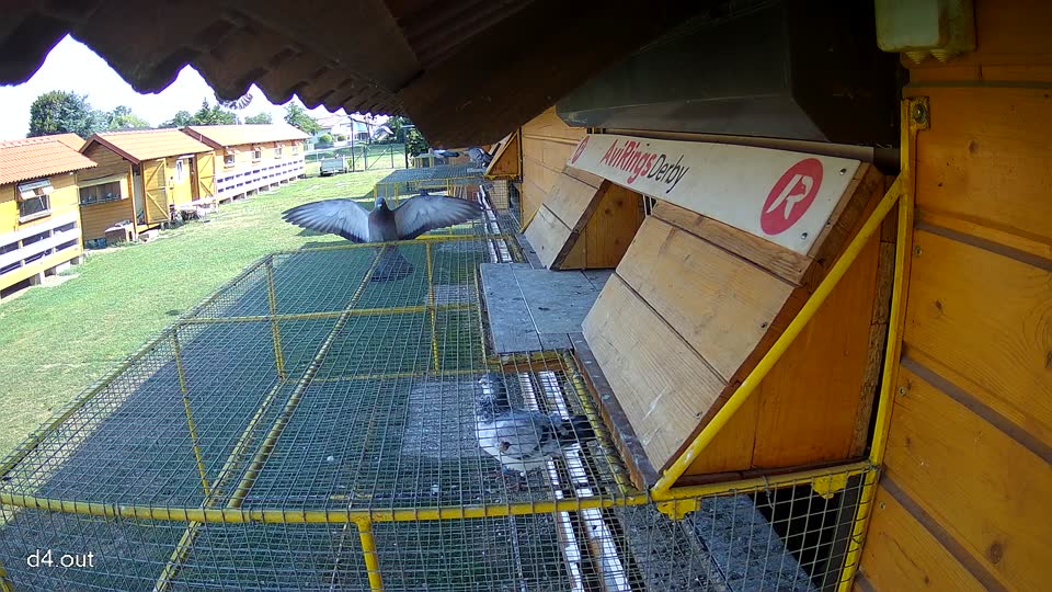 Pigeon Arrival Image For Race Race 1