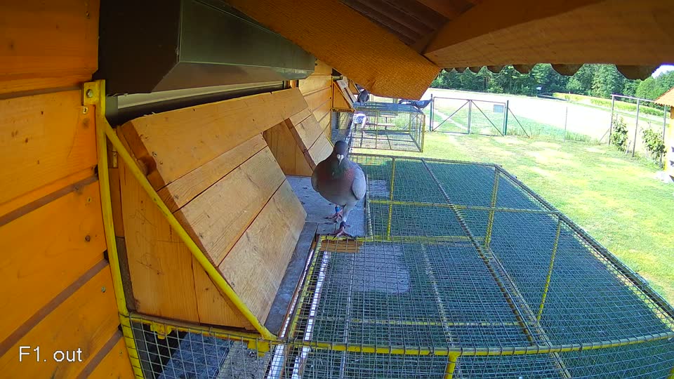 Pigeon Arrival Image For Race Race 2