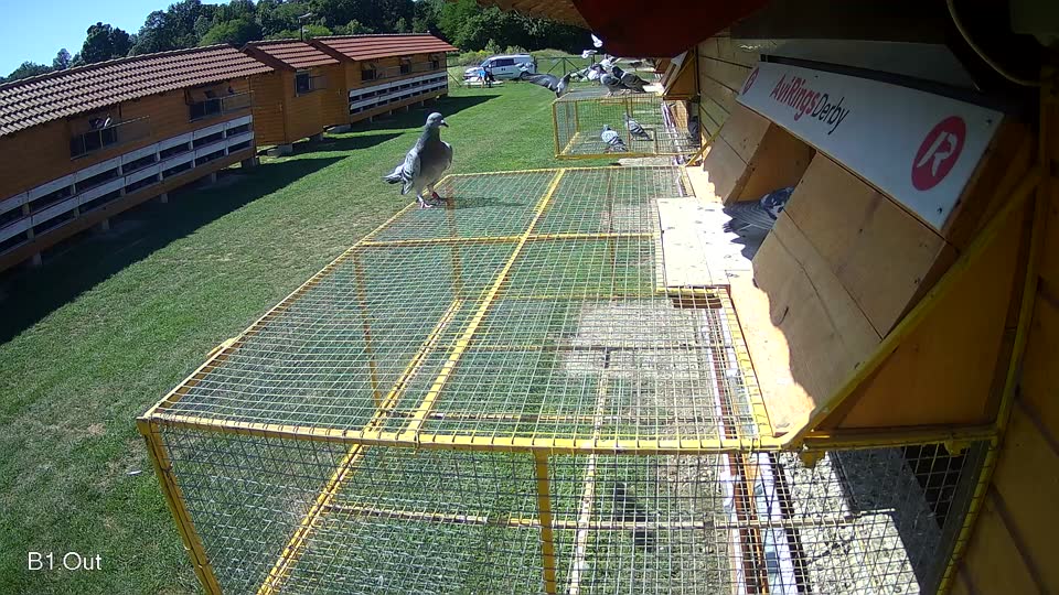 Pigeon Arrival Image For Race Race 2