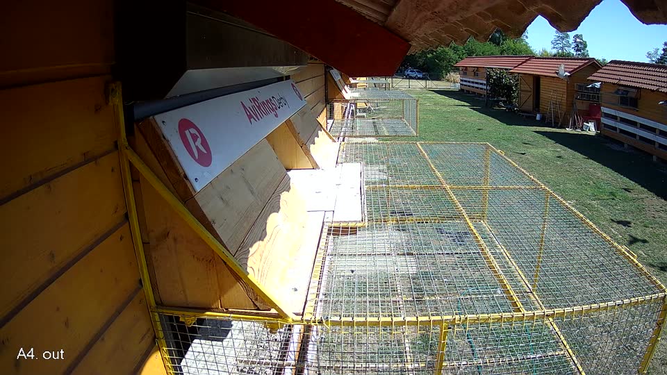 Pigeon Arrival Image For Race Race 3
