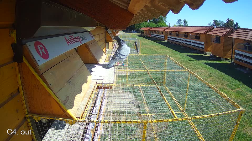 Pigeon Arrival Image For Race Race 3