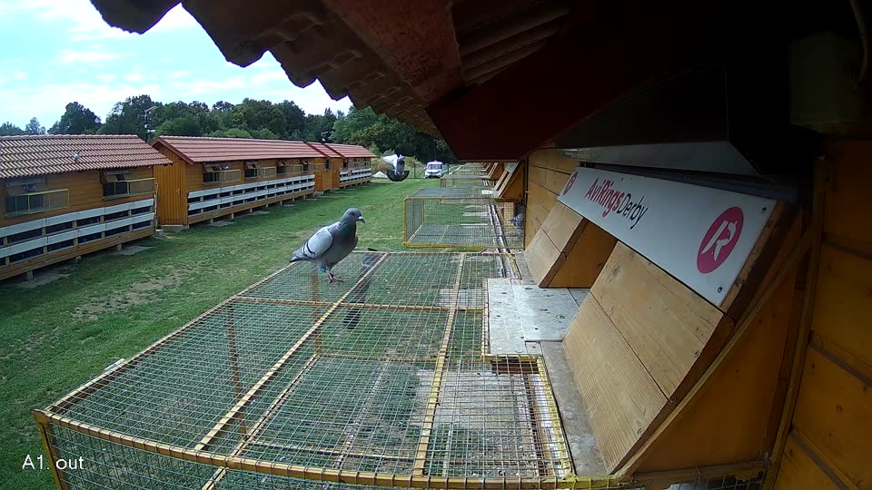 Pigeon Arrival Image For Race Race 4