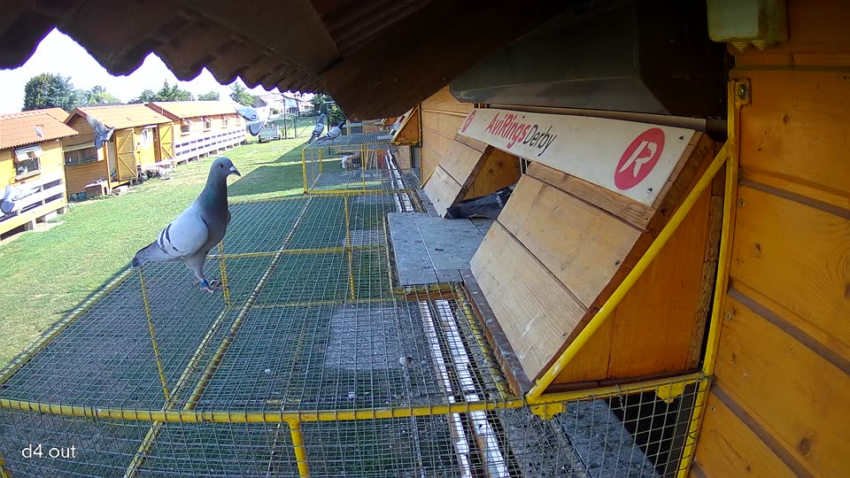 Pigeon Arrival Image For Race Race 1