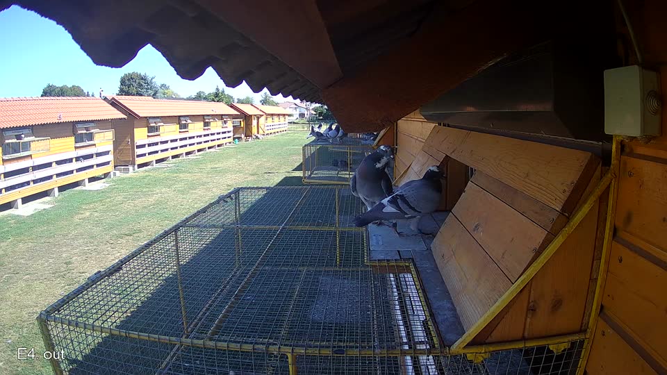 Pigeon Arrival Image For Race Race 3