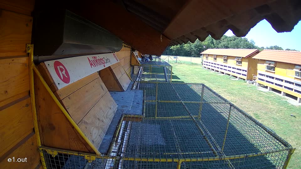 Pigeon Arrival Image For Race Race 2