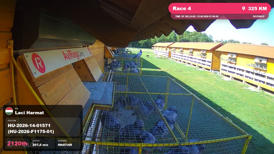 Pigeon Arrival Image For Race Race 4