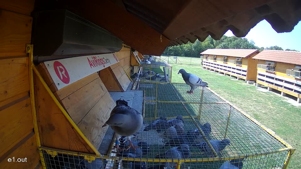 Pigeon Arrival Image For Race Race 5