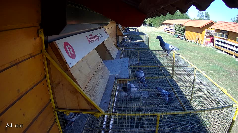 Pigeon Arrival Image For Race Race 3