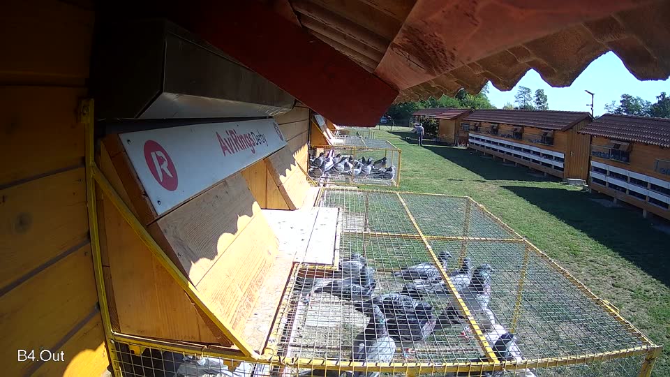 Pigeon Arrival Image For Race Race 4