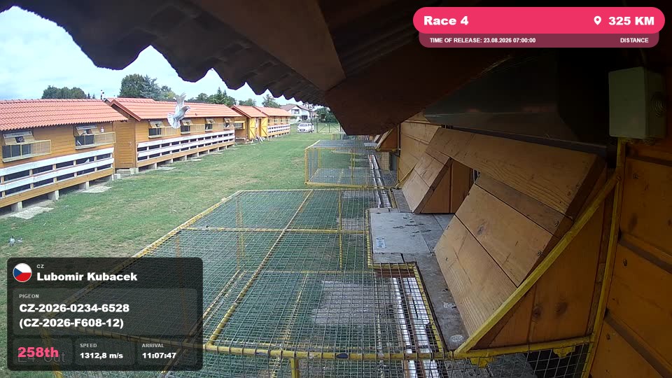 Pigeon Arrival Image For Race Race 4