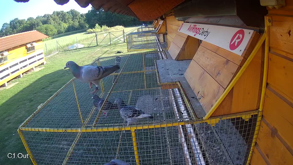 Pigeon Arrival Image For Race Race 5